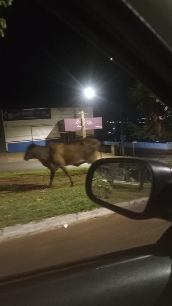 O perigo de animais soltos nas ruas